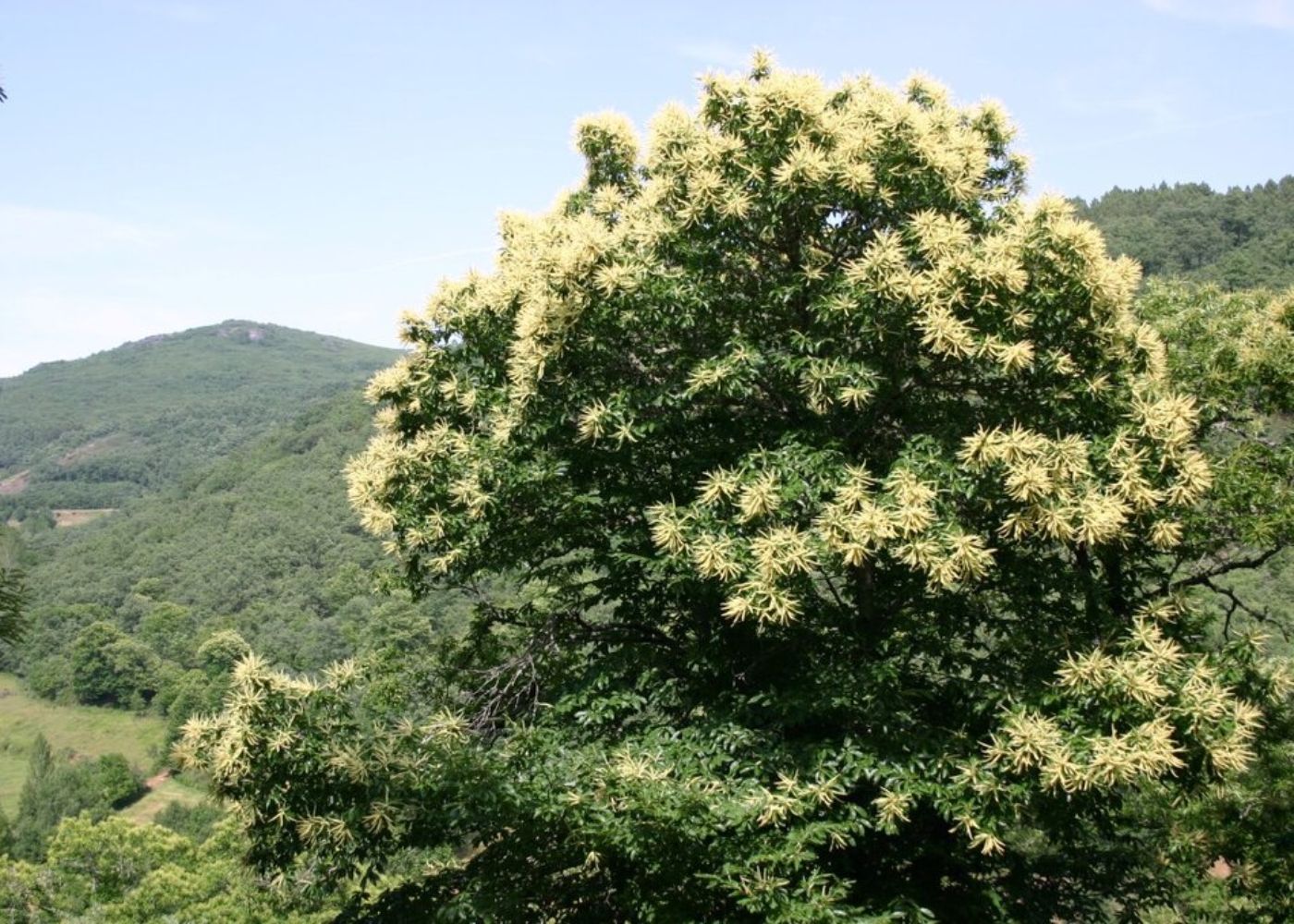 castanheiros