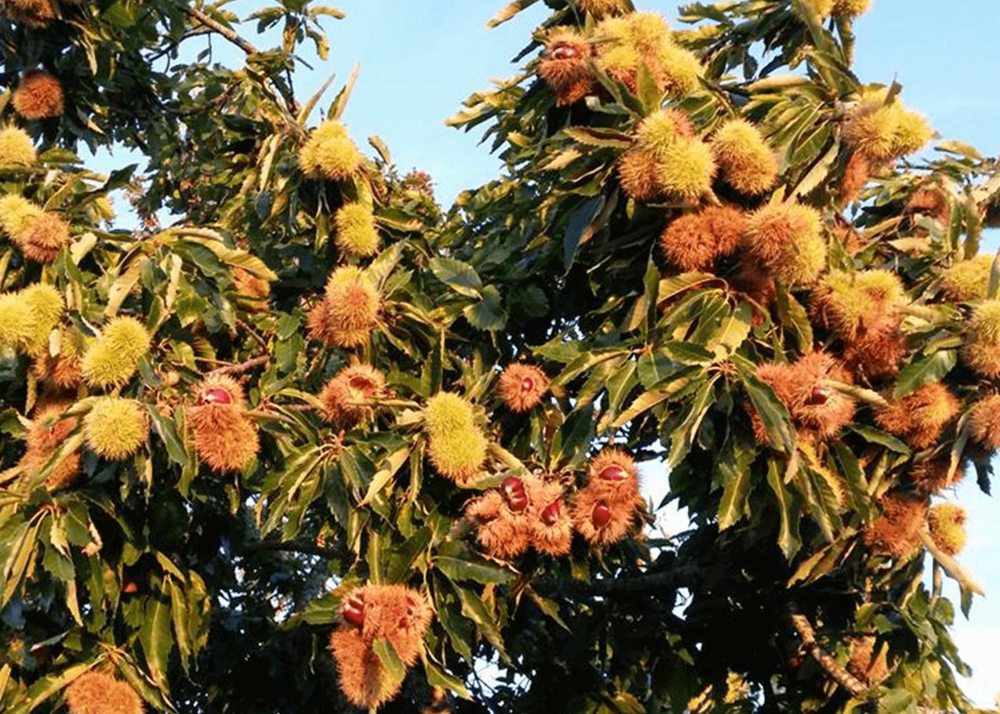 ouriços em castanheiros