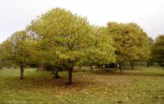 castanheiros em flor