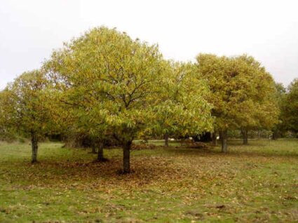 castanheiros em flor