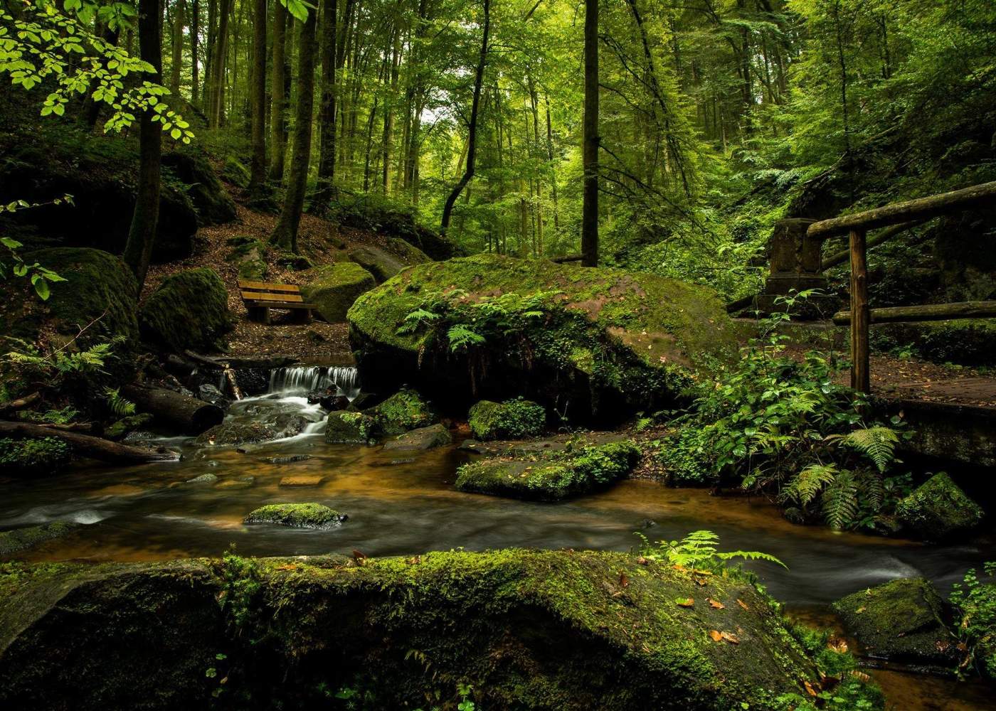 ribeiro na floresta