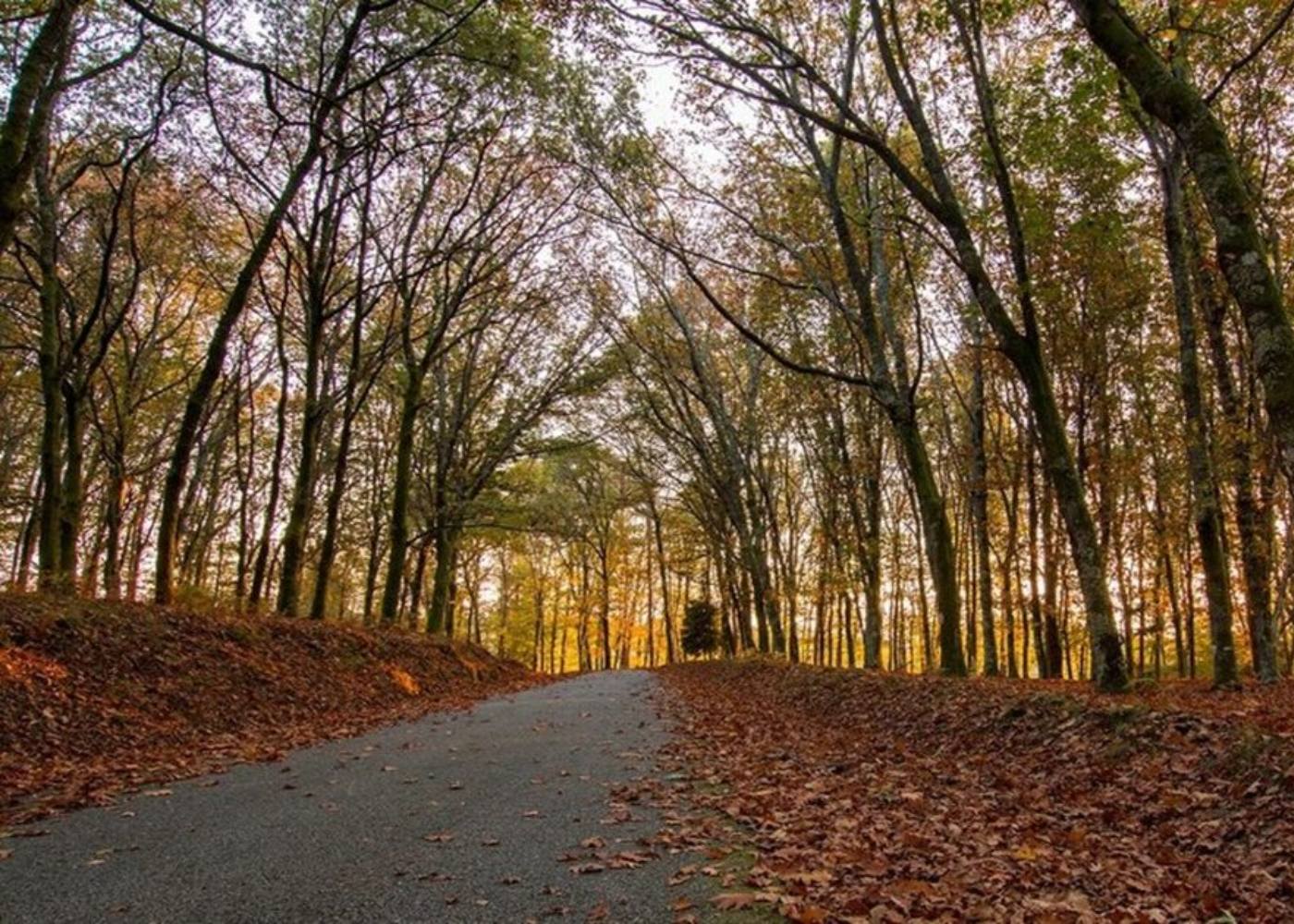 estrada na floresta de Miranda
