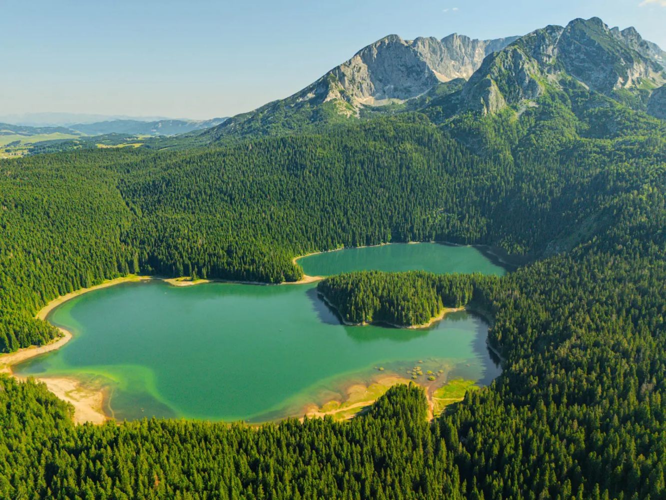 floresta em montenegro