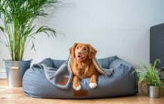 animais de estimação