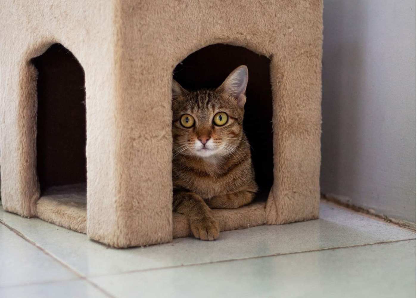 gato