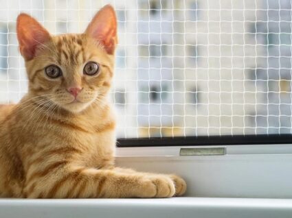 gatos à varanda