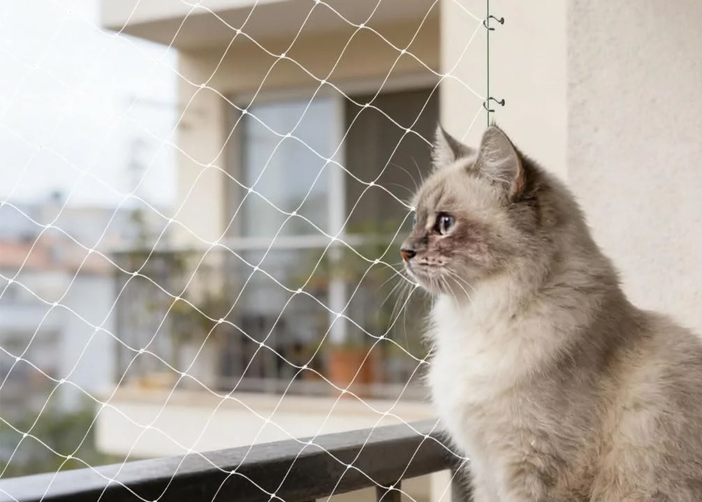 gatos
