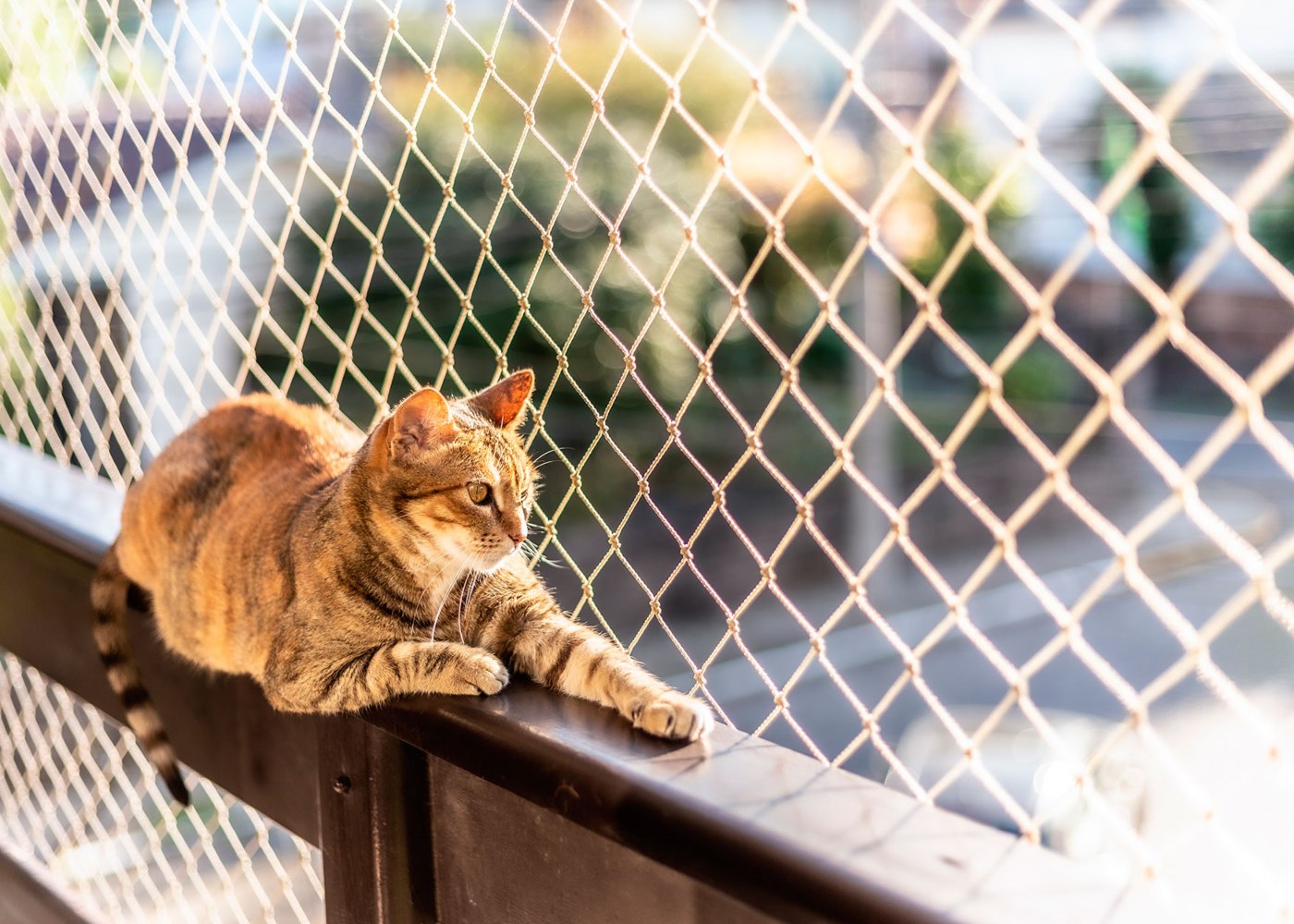 gatos